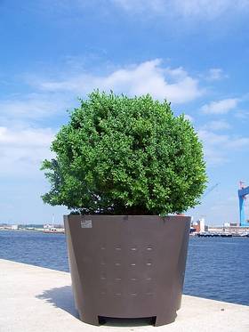 Casino Planter