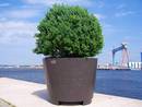 Casino Planter