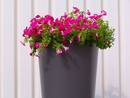 Vox Planter